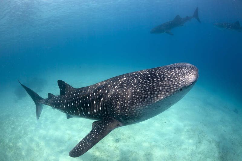 whaleshark-summer-dwckct